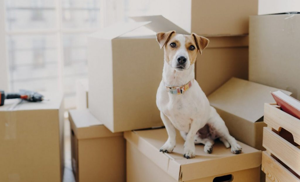 How to Relocate Your Pet to Dubai, Moving to UAE with Pets