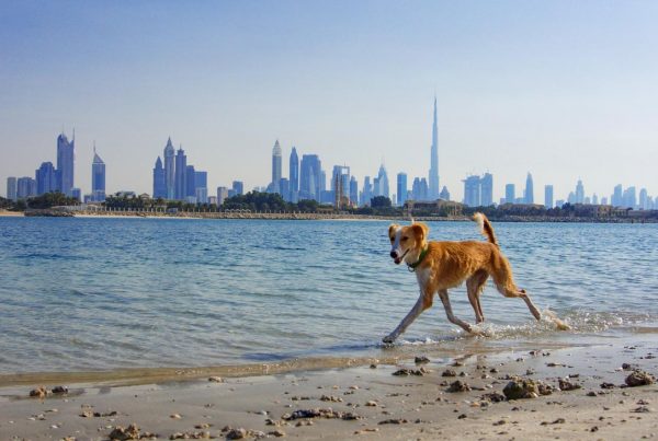 Friendly Places in Dubai