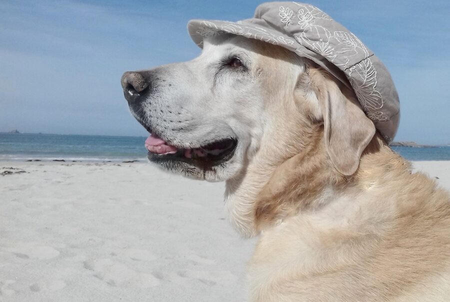 Best Dog Kennels in Dubai for Rottweiler (Daycare, Training)